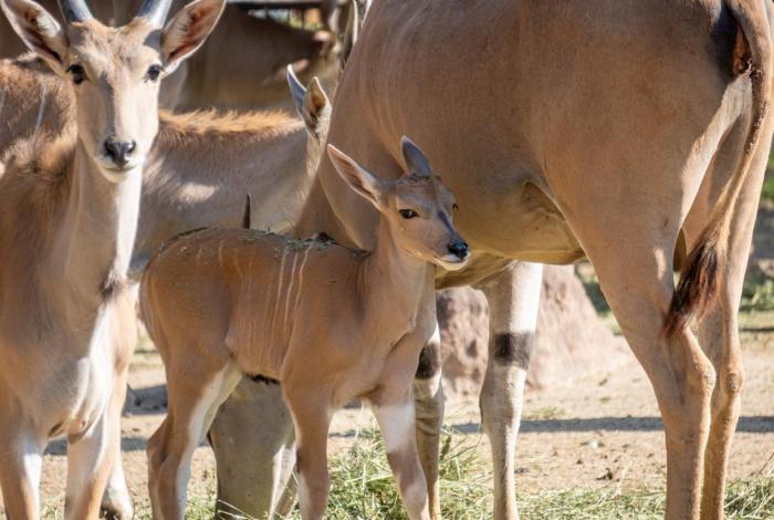 Zoológico de Morelia registra más de 500 nacimientos durante la actual administración