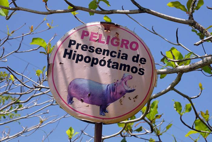 Zoológicos de México piden a Colombia frenar sacrificio de hipopótamos y buscar reubicarlos